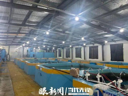 海蝦也能在大山中生長(zhǎng) 工廠化循環(huán)水養(yǎng)殖系統(tǒng)讓養(yǎng)殖插上翅膀